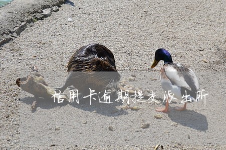 信用卡逾期提交派出所 信用卡逾期提交派出所