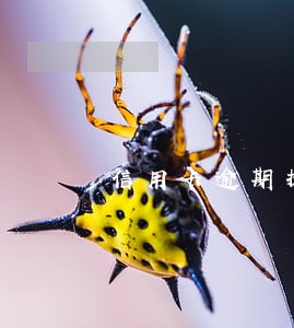 信用卡逾期提供证明