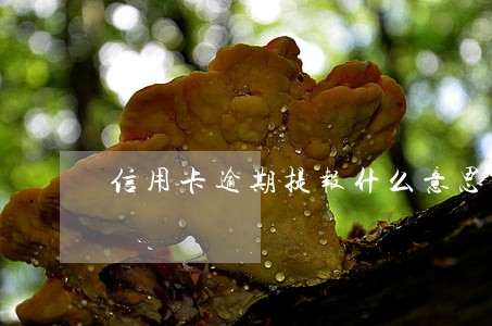 信用卡逾期提报什么意思