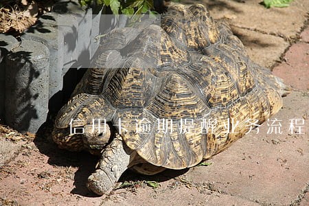 信用卡逾期提醒业务流程