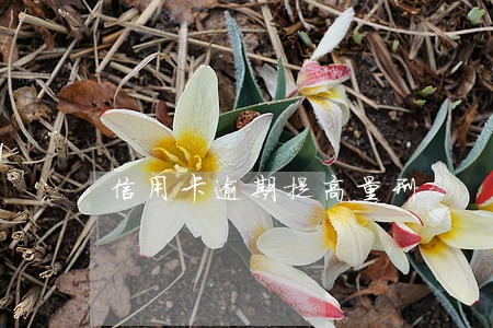信用卡逾期提高量刑