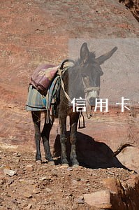 信用卡逾期撤销党员身份 信用卡逾期撤销党员身份
