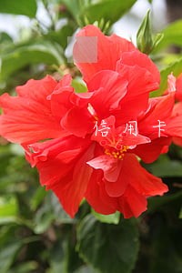 信用卡逾期撤销要45天