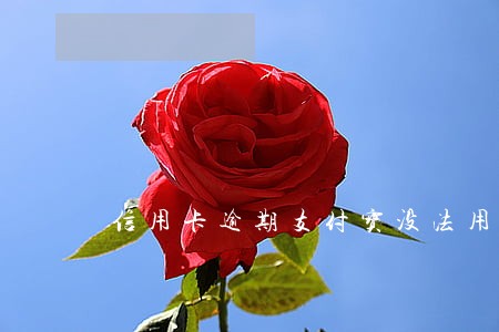信用卡逾期支付宝没法用 信用卡逾期支付宝没法用