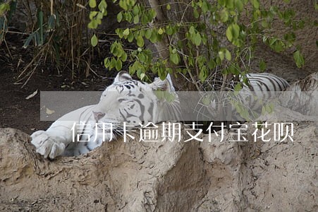 信用卡逾期支付宝花呗 信用卡逾期支付宝花呗