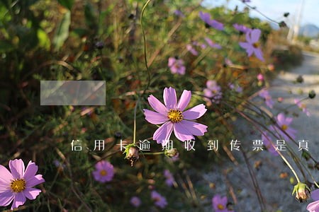 信用卡逾期收到传票是真的吗 信用卡逾期收到传票是真的吗