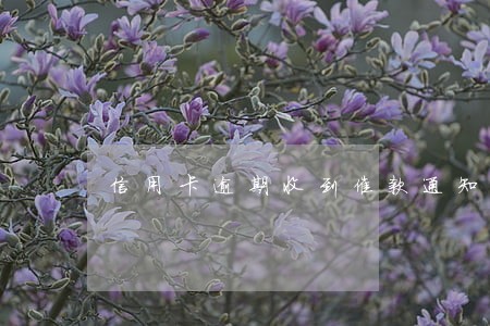 信用卡逾期收到催款通知怎么办 信用卡逾期收到催款通知怎么办