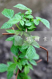 信用卡逾期收到催款邮件 信用卡逾期收到催款邮件