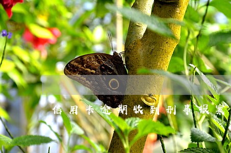 信用卡逾期收到刑事报案通知