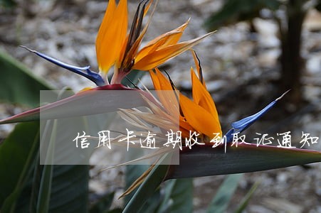 信用卡逾期收到取证通知