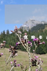 信用卡逾期收到律师函怎么回函办 信用卡逾期收到律师函怎么回函办