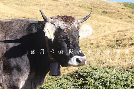 信用卡逾期收到法院传票模板 信用卡逾期收到法院传票模板