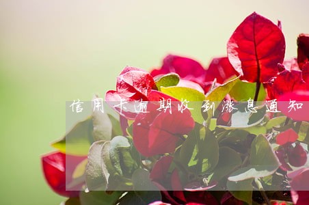 信用卡逾期收到涨息通知怎么办