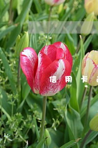 信用卡逾期收到电话提醒