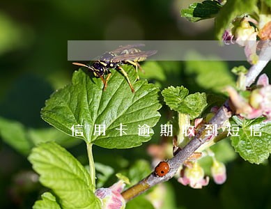 信用卡逾期收到短信叫我去公安局 信用卡逾期收到短信叫我去公安局