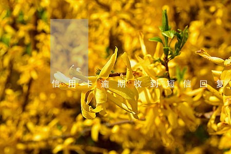 信用卡逾期收到短信回复本金分期 信用卡逾期收到短信回复本金分期