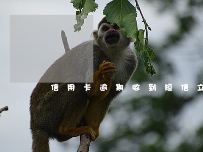 信用卡逾期收到短信立案是真的吗 信用卡逾期收到短信立案是真的吗