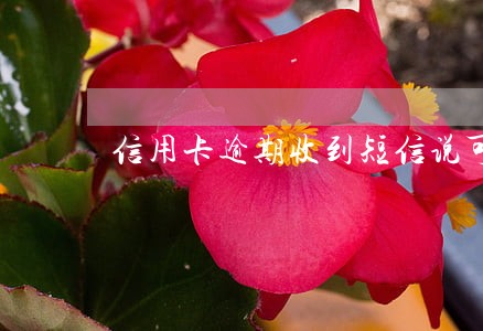信用卡逾期收到短信说可能会诉讼