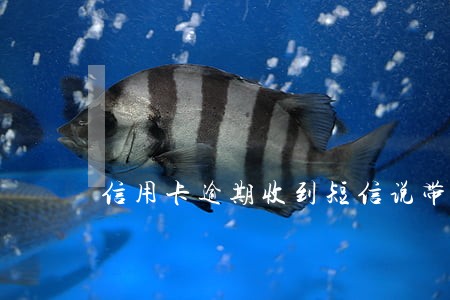信用卡逾期收到短信说带队上门 信用卡逾期收到短信说带队上门