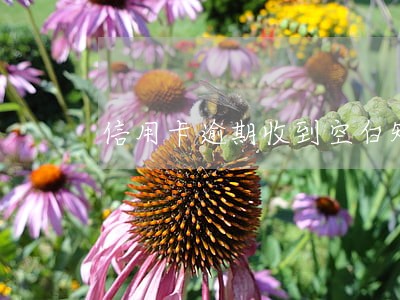 信用卡逾期收到空白短信 信用卡逾期收到空白短信