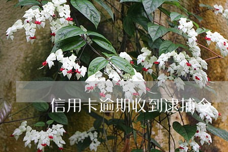 信用卡逾期收到逮捕令