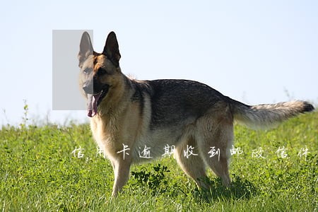 信用卡逾期收到邮政信件 信用卡逾期收到邮政信件