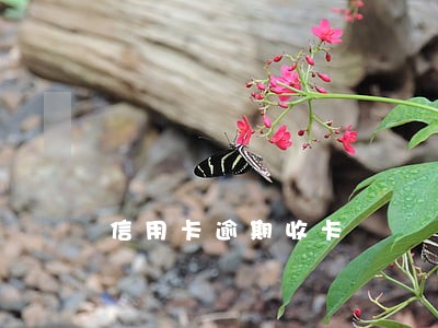 信用卡逾期收卡