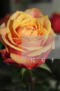 信用卡逾期收取违约金能退回吗 信用卡逾期收取违约金能退回吗