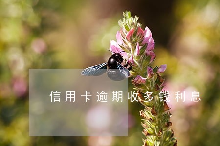 信用卡逾期收多钱利息 信用卡逾期收多钱利息