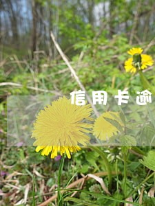 信用卡逾期收律师函 信用卡逾期收律师函