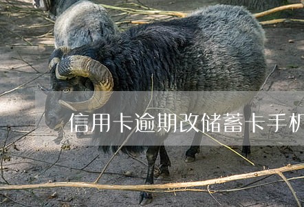 信用卡逾期改储蓄卡手机号 信用卡逾期改储蓄卡手机号