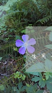 信用卡逾期攻略 信用卡逾期攻略