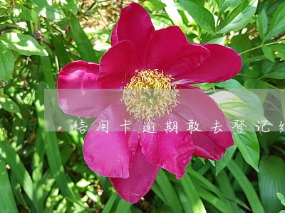 信用卡逾期敢去登记结婚吗 信用卡逾期敢去登记结婚吗