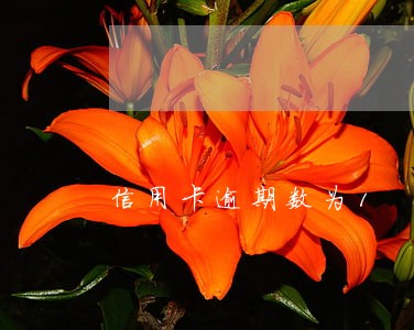 信用卡逾期数为1 信用卡逾期数为1