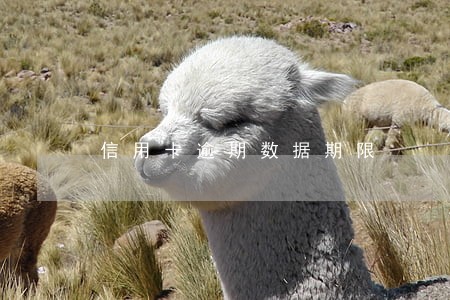 信用卡逾期数据期限 信用卡逾期数据期限