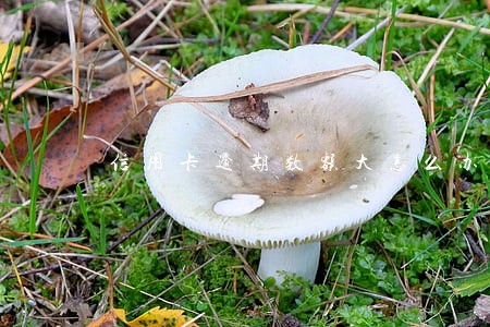 信用卡逾期数额大怎么办 信用卡逾期数额大怎么办