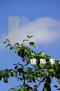 信用卡逾期数额较大怎么处罚 信用卡逾期数额较大怎么处罚