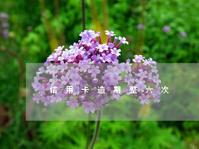 信用卡逾期整六次 信用卡逾期整六次
