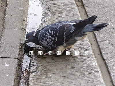信用卡逾期断卡 信用卡逾期断卡