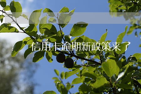 信用卡逾期新政策来了 信用卡逾期新政策来了