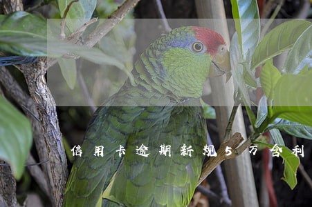 信用卡逾期新规5万含利息 信用卡逾期新规5万含利息
