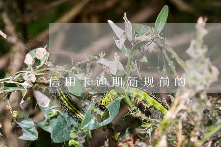 信用卡逾期新规前的 信用卡逾期新规前的