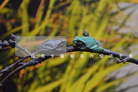 信用卡逾期无力偿还不敢问爸妈