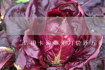 信用卡逾期无力偿还五年以上