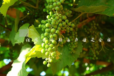 信用卡逾期无力偿还会骚扰家人吗 信用卡逾期无力偿还会骚扰家人吗