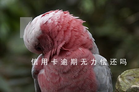 信用卡逾期无力偿还吗