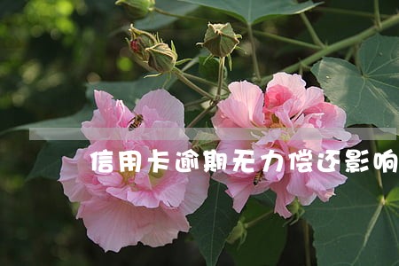 信用卡逾期无力偿还影响后代吗 信用卡逾期无力偿还影响后代吗