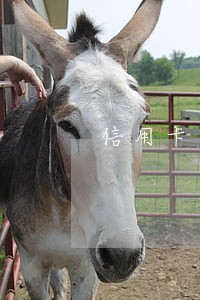 信用卡逾期无力偿还怎么还 信用卡逾期无力偿还怎么还