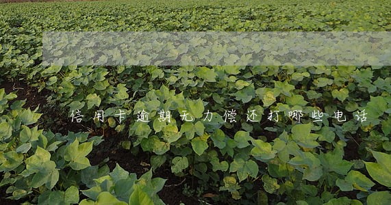 信用卡逾期无力偿还打哪些电话