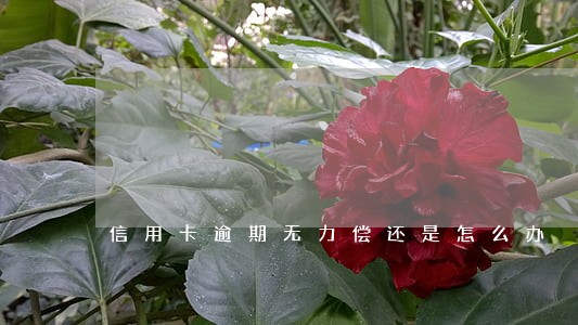 信用卡逾期无力偿还是怎么办 信用卡逾期无力偿还是怎么办
